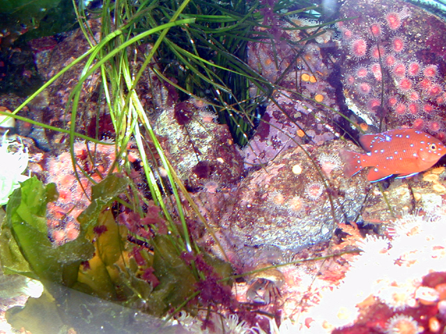 Monterey Bay Aquarium July 2002 9